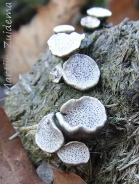 Grote speldenprikzwam [Poronia punctata]